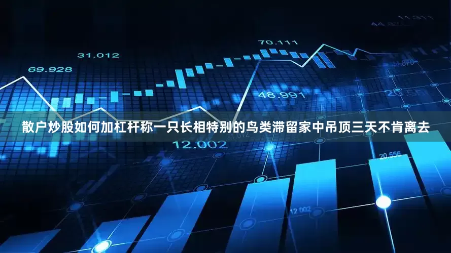 散户炒股如何加杠杆称一只长相特别的鸟类滞留家中吊顶三天不肯离去